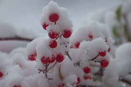 Rote Beeren im Schnee von Monique Verlouw