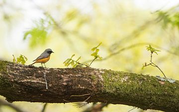 Gekraagde roodstaart van Danny Slijfer Natuurfotografie