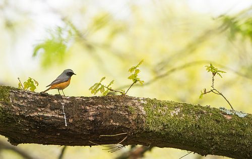 Gekraagde roodstaart