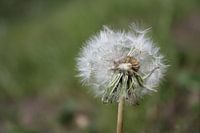 Paardenbloem 