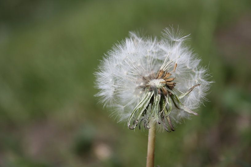 Paardenbloem  by Matty O.H.