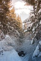 Wald und Bach