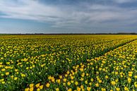 Tulpen auf Texel - Code gelb von Texel360Fotografie Richard Heerschap Miniaturansicht