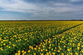 Tulpen auf Texel - Code gelb