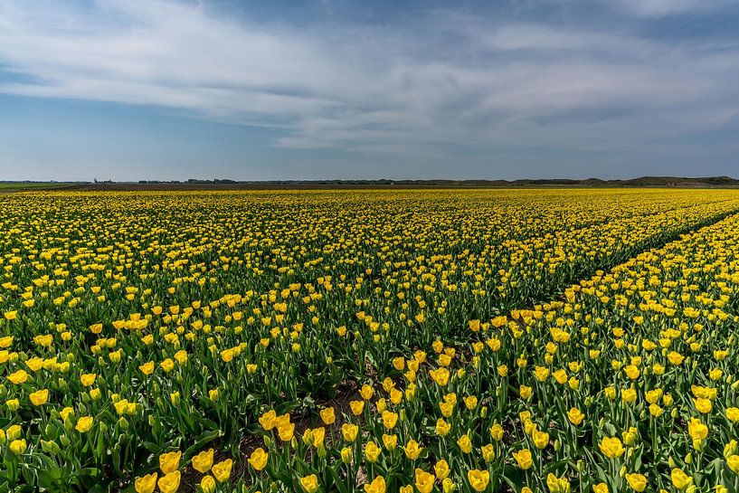 Tulpen auf Texel - Code gelb von Texel360Fotografie Richard Heerschap
