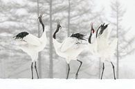 Japanse kraanvogels in de sneeuw (Sound Battle) van Harry Eggens thumbnail