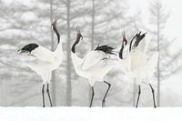 Japanese cranes in the snow (Sound battle)