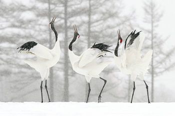 Japanese cranes in the snow (Sound battle)