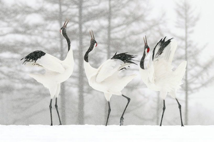Japanse kraanvogels in de sneeuw (Sound Battle) van Harry Eggens