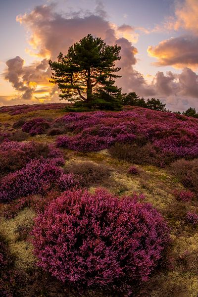 Heath near Bergen 7 by peterheinspictures