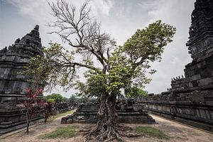 Ancient Tree