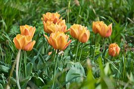 Tulpen auf einer Wiese mit schönem Bokeh.