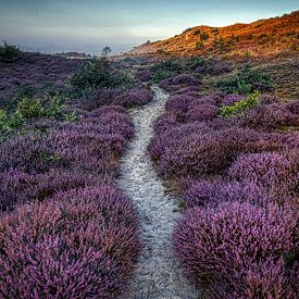 Heather in the schoorl dunes in the mist #29 by peterheinspictures