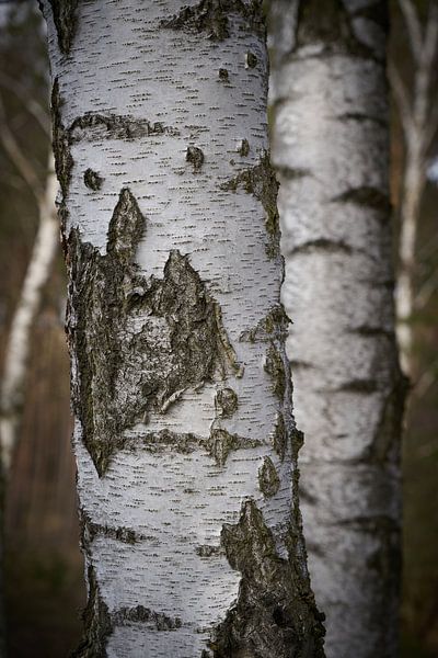 Birches in forest by Heiko Kueverling