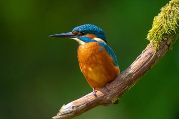 kingfisher resting on his branch. by Maurice van de Waarsenburg