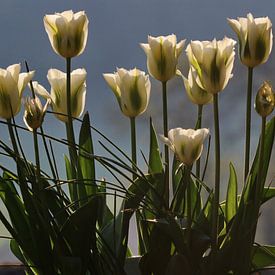 Tulipes sur John Kerkhofs