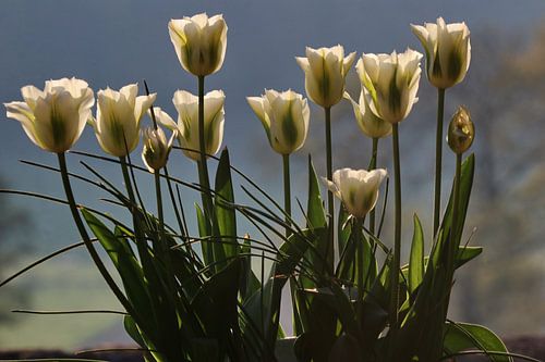 Tulpen von John Kerkhofs