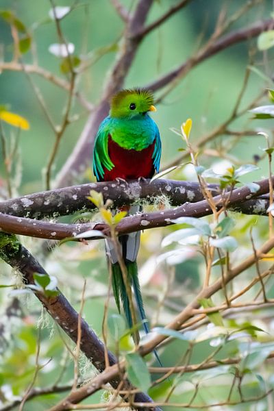 Quetzal von Merijn Loch