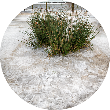 Gras in het ijs van Mark Bolijn