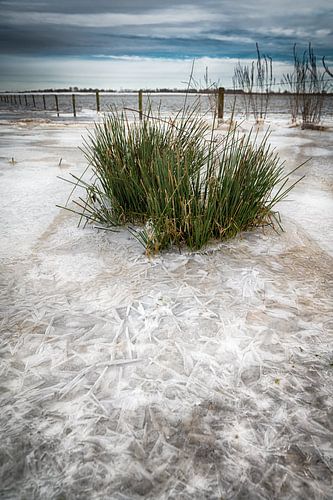 Gras in het ijs