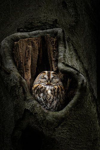 Sleeping Tawny Owl
