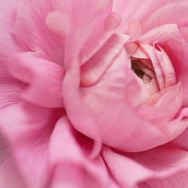 Soft embrace – Ranunculus in shades of pink by Monique van Helden