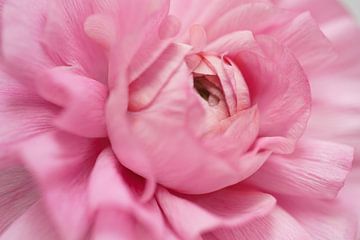 Soft embrace – Ranunculus in shades of pink