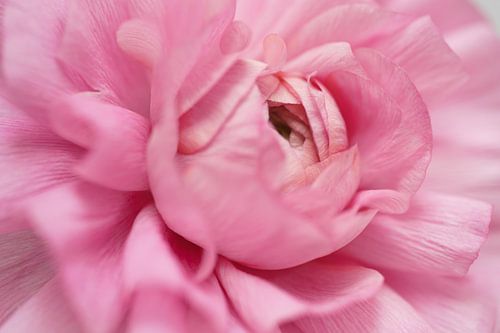 Zachte omhelzing – Ranonkel in roze tinten van Monique van Helden