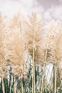 Boho Cane in Neutral