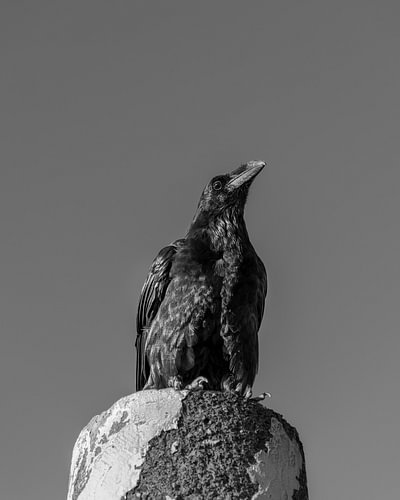 Der Wächter – Schwarz-Weiß-Porträt eines Raben