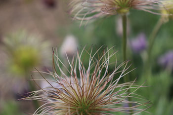 Pulsatilla-Samenkopf