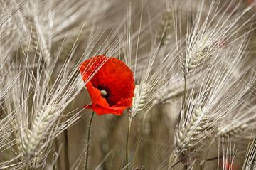 Mohn von Ronald Mallant