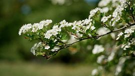 Aubépine, Crataegus monogyna sur Heiko Kueverling