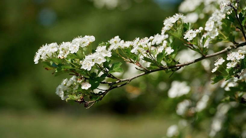 Weißdorn, Crataegus monogyna von Heiko Kueverling