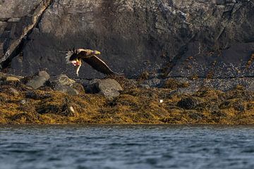 Seeadler in Norwegen auf der Jagd von Rando Kromkamp