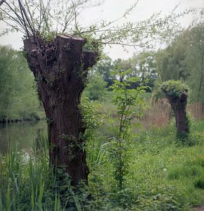 Stumps along the waterfront by Manuel Tolhuis