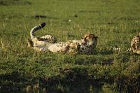 cheetah