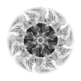 Compositie Wildebeest 3 von Herman van Ommen