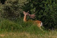 Grazing Deer