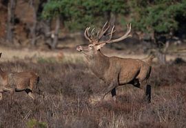 Rothirsch von Merijn Loch