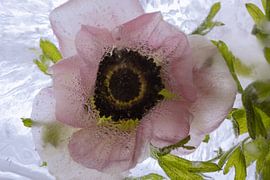 Anemone in crystal clear ice 3