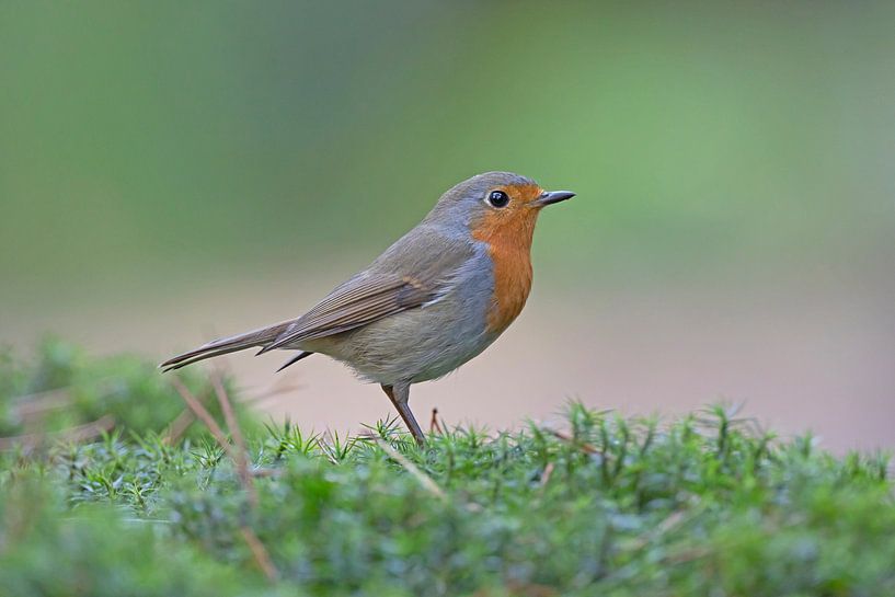 Robins von Dirk Claes