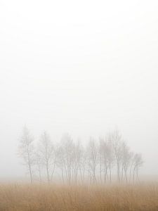 Nebelwald Landschaft – Natur Wandkunst auf Canvas, HD Metal & Acrylglas