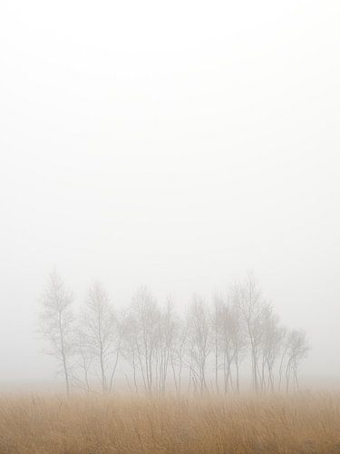 Misty Landscape Wall Art – Nature Print on Canvas, HD Metal & Acrylic by John Goossens Photography