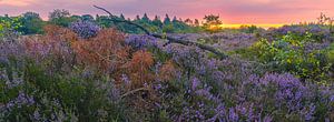 Panorama und Sonnenaufgang über dem violetten Heidekraut im Bakkeveen D