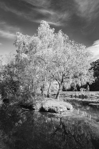 Black and white picture of birch trees on island of river Blau near Blaubeurren in autumn