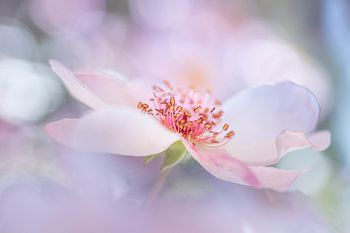 Traumrose