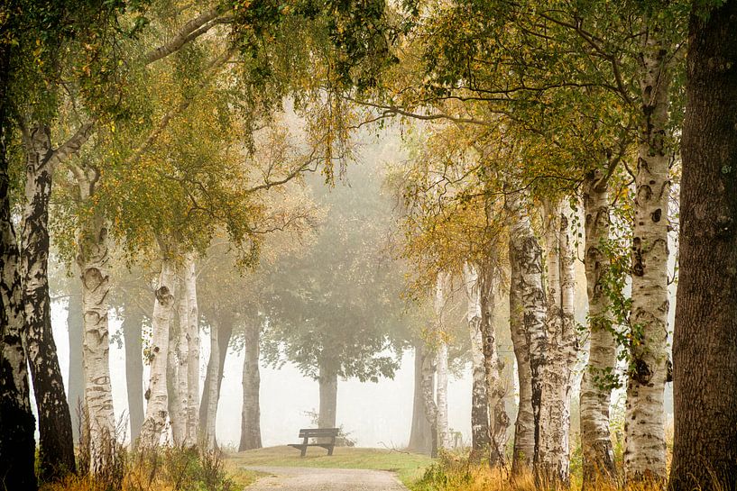 Rust tussen de berken van Lars van de Goor