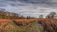 Heidelandschap bij Bocholtz by John Kreukniet thumbnail