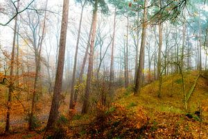 Automne - paysage forestier aux couleurs de l'automne sur Günter Albers